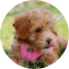 Maltipoo Puppy For Sale - Puppy Love PR